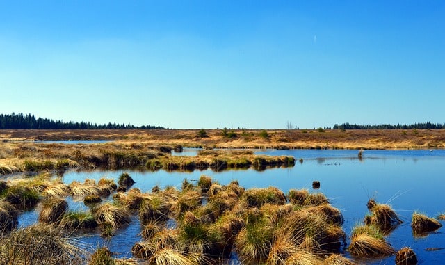 Moor im Hohen Venn National Park Eifel